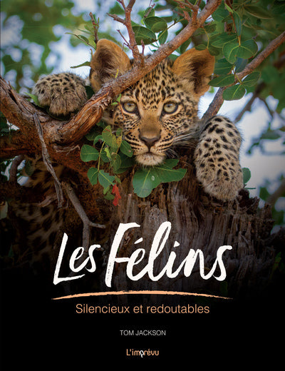 Les felins - silencieux et redoutables