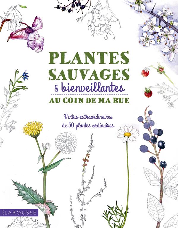 Plantes sauvages et bienveillantes au coin de ma rue ; vertus extraordinaires de 50 plantes ordinaires