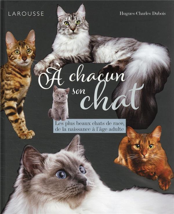 à chacun son chat : les plus beaux chats de race, de la naissance à l'âge adulte