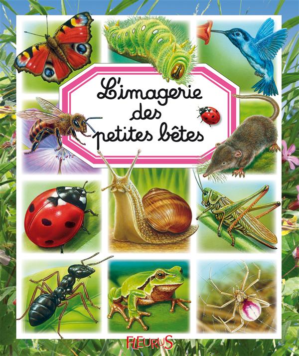 L'imagerie des petites bêtes - flash vidéo