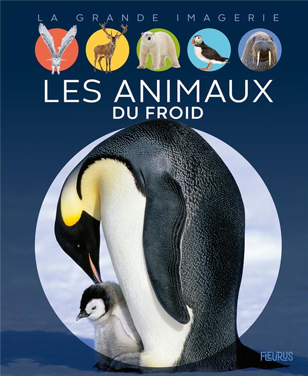 Les animaux du froid - flash vidéo