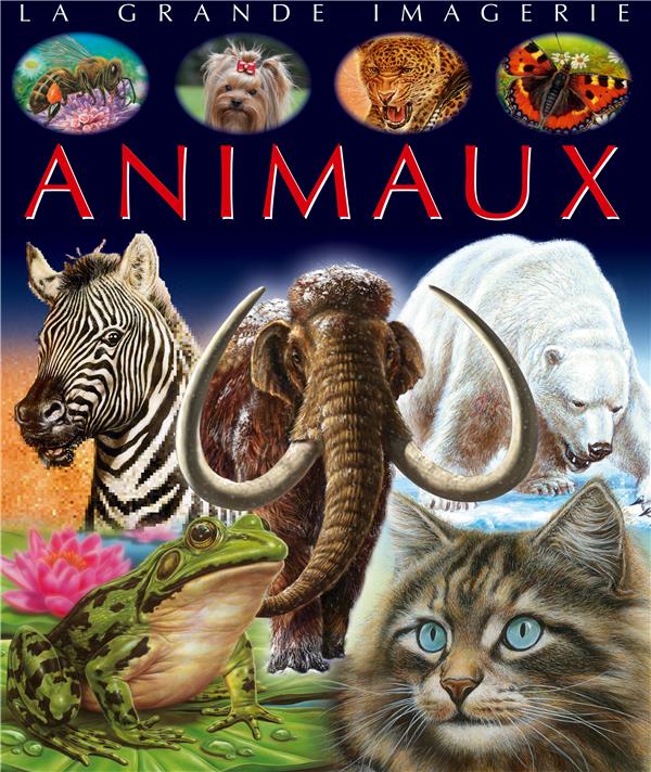 Animaux - flash vidéo