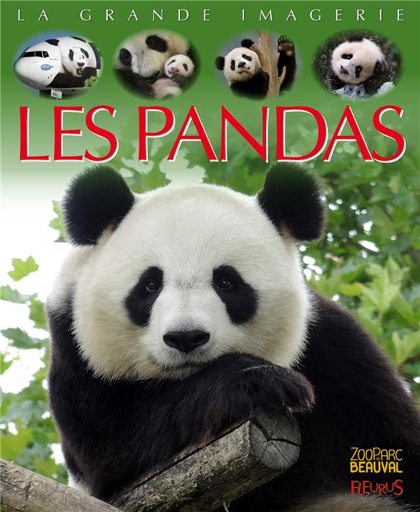 Les pandas - flash vidéo