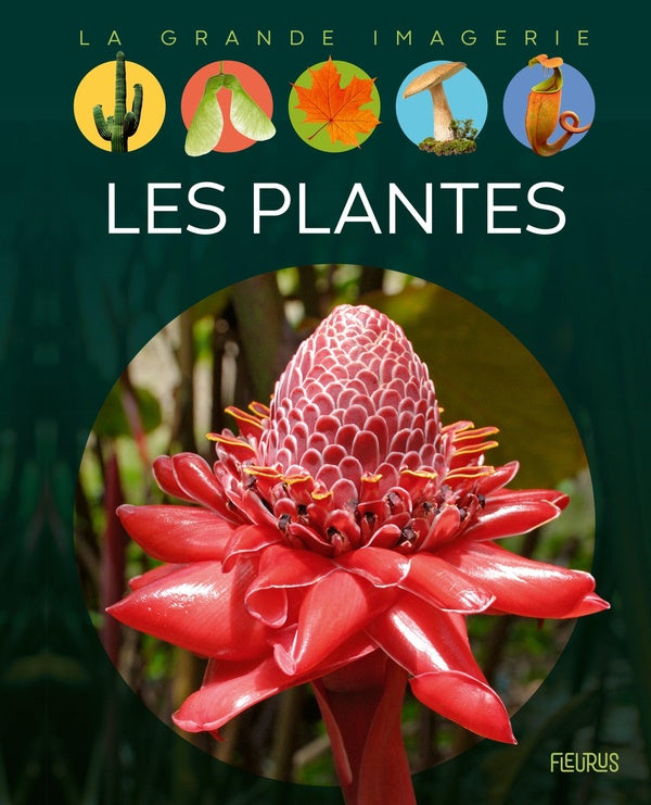 Les plantes - flash vidéo