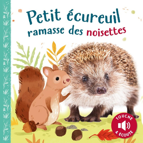 Petit écureuil ramasse des noisettes - flash vidéo