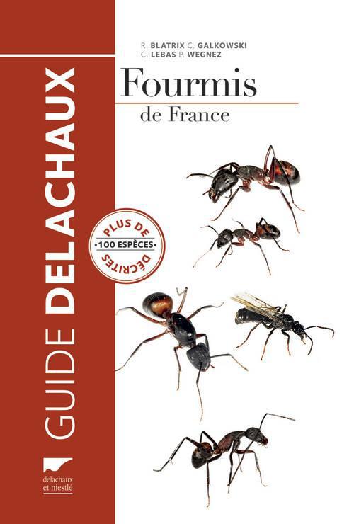 Fourmis de France - flash vidéo