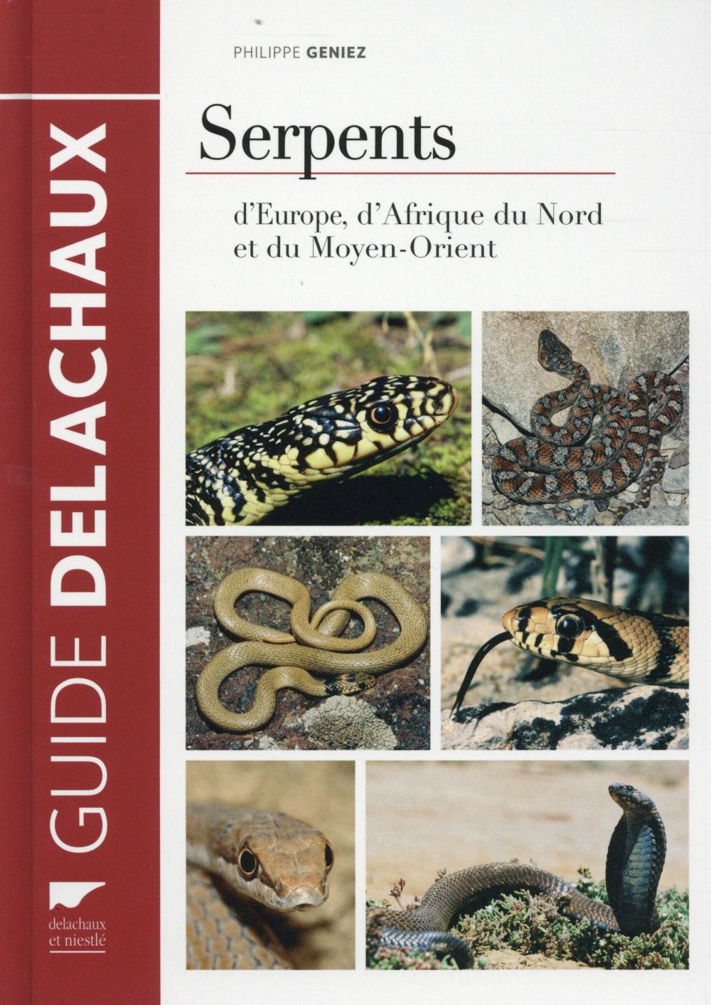 Serpents d'Europe, d'Afrique du nord et du Moyen-Orient - flash vidéo
