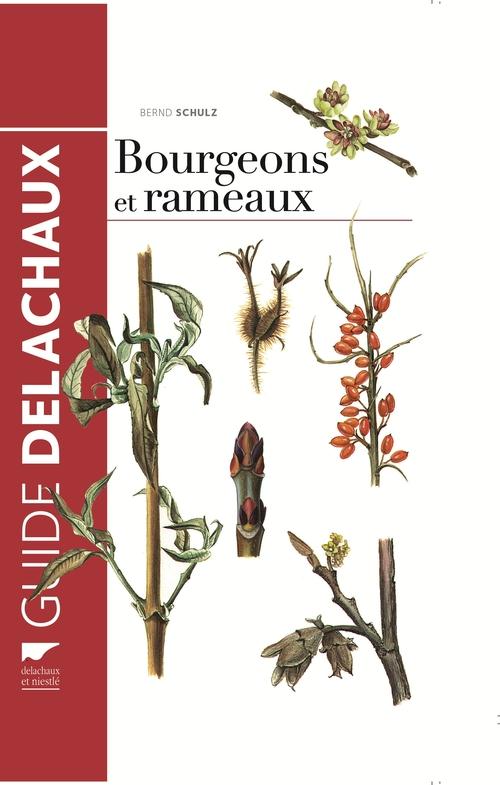 Guide des bourgeons et rameaux