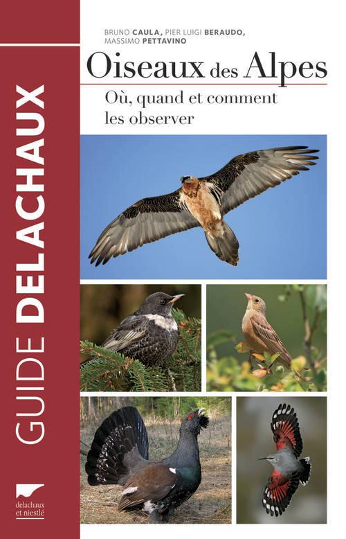 Oiseaux des Alpes - flash vidéo