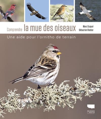 Comprendre la mue des oiseaux ; une aide pour l'ornitho de terrain