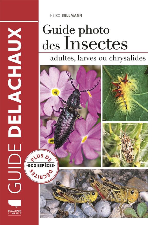 Guide photo des insectes ; adultes, larves ou chrysalides - flash vidéo