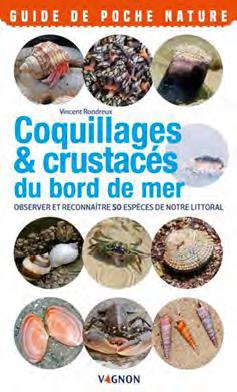 Coquillages & crustaces du bord de mer ; observer et reconnaitre 50 espèces de notre littoral - flash vidéo