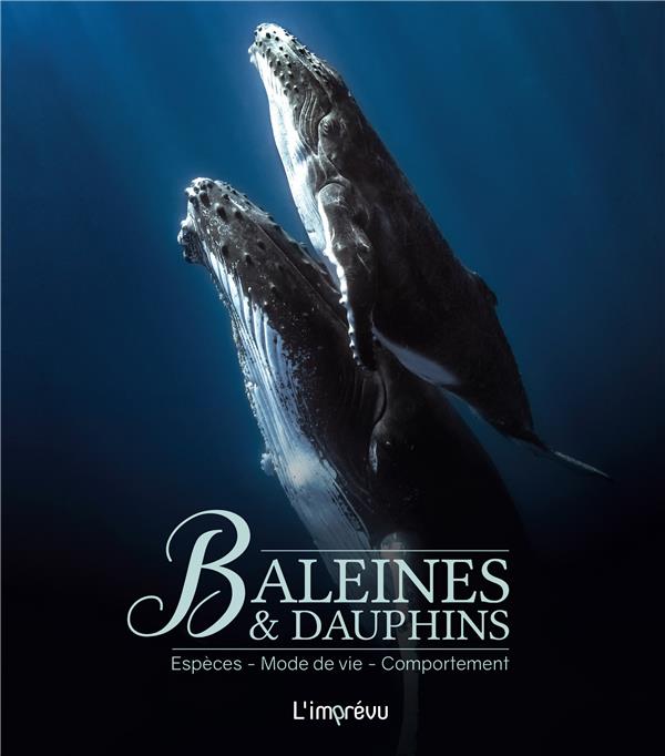 Baleines et dauphins : espèces, mode de vie, comportement