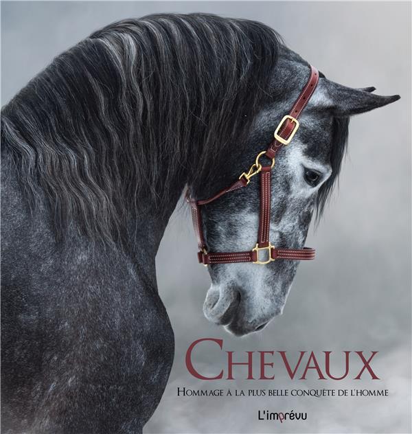 Chevaux ; hommage à la plus belle conquête de l'homme - flash vidéo