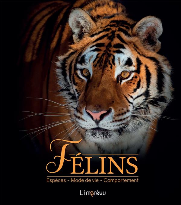 Félins : espèces, mode de vie, comportement - flash vidéo