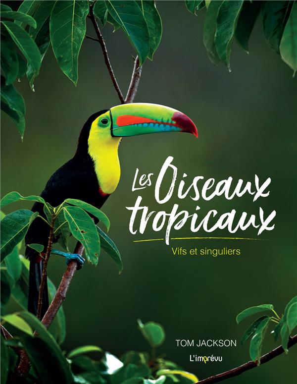 Les oiseaux tropicaux : vifs et singuliers - flash vidéo