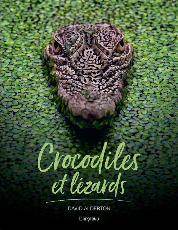 Crocodiles et lézards - flash vidéo