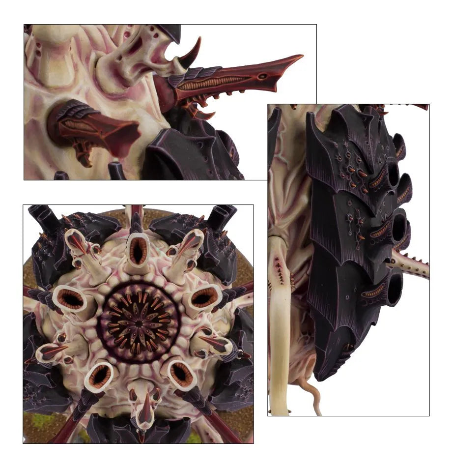 Sporocyst et Mucolid Spore