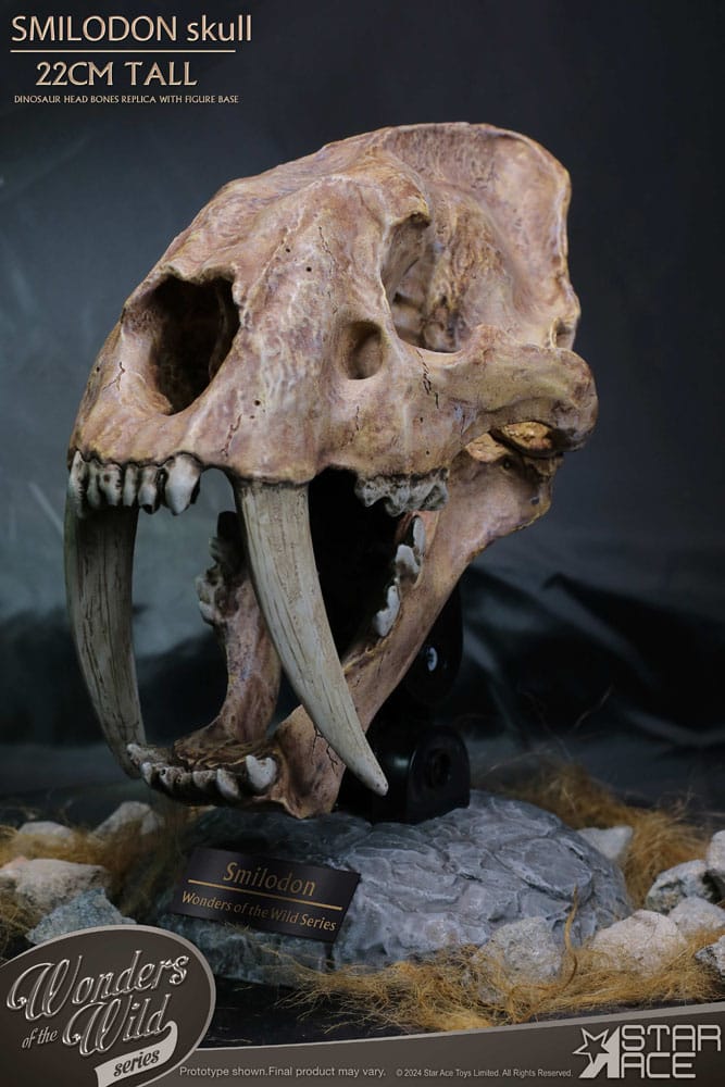 Wonders of the Wild Series statuette Smilodon Skull Fossil 22 cm