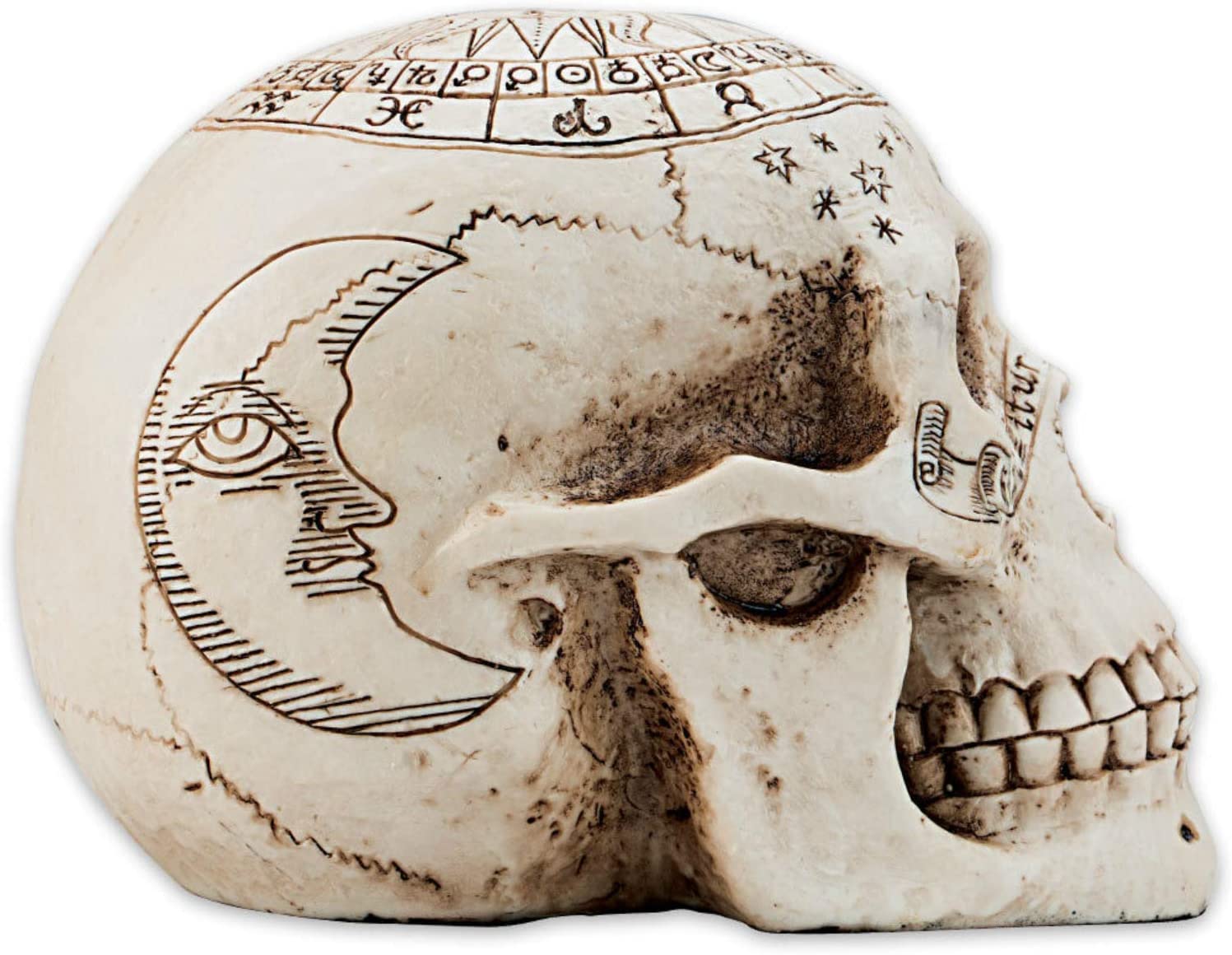 Astrological Skull - Crâne grâvé avec cercle zodiacale 20cm - flash vidéo