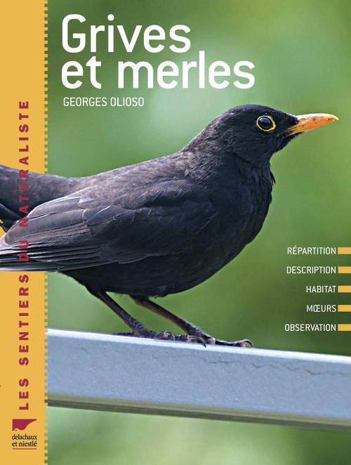 Grives et merles - flash vidéo