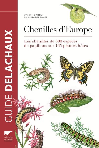 Chenilles d'Europe - flash vidéo