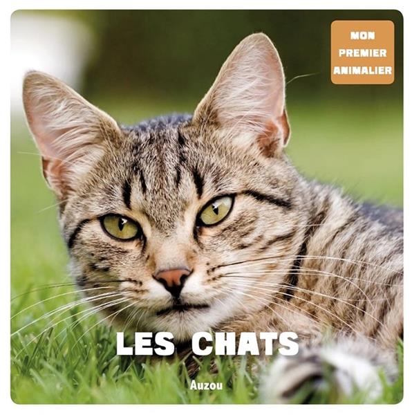 Les chats - flash vidéo