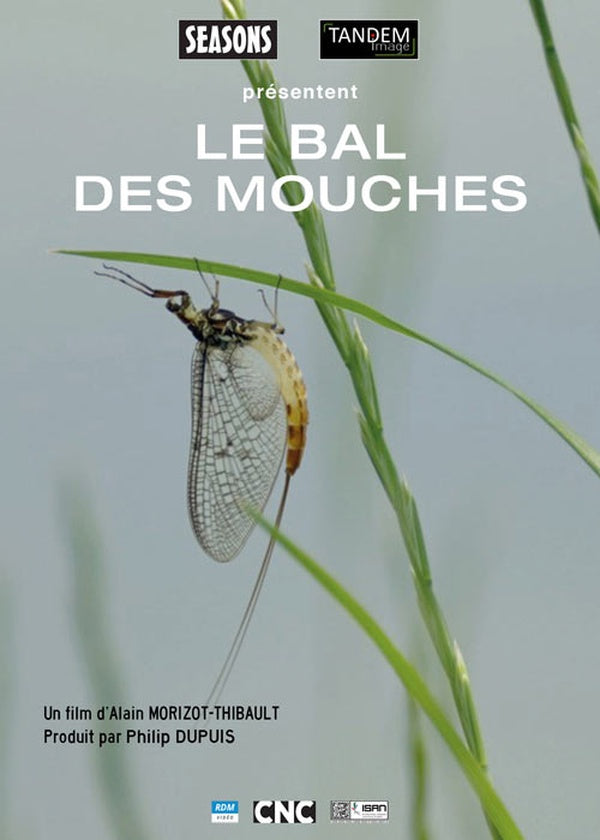 Le Bal des mouches [DVD]