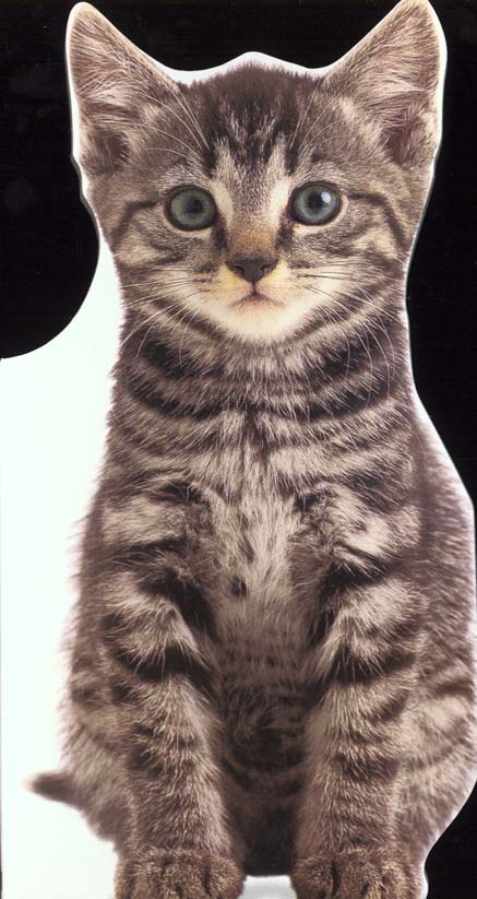 Nougat le chaton