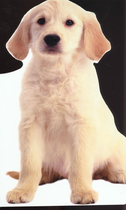 Pop corn le chiot