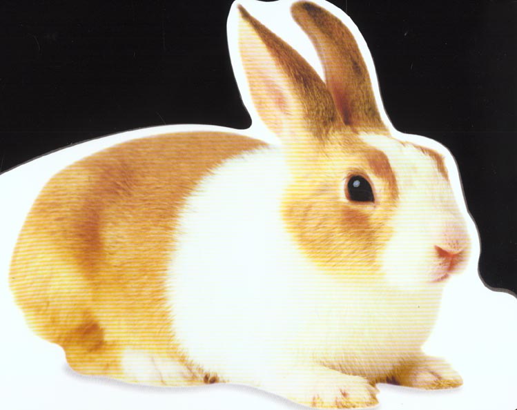 Caramel le lapereau