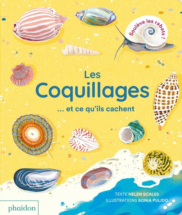 Les coquillages... et ce qu'ils cachent - flash vidéo