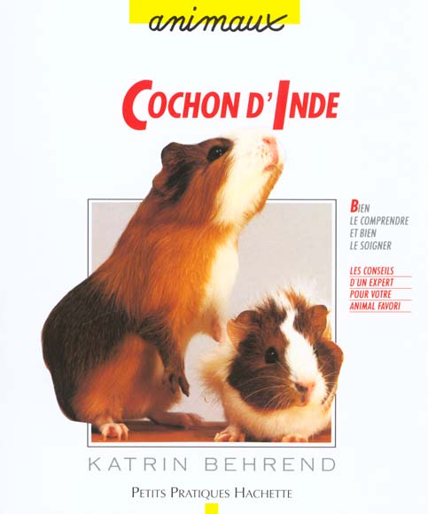 Le cochon d'inde