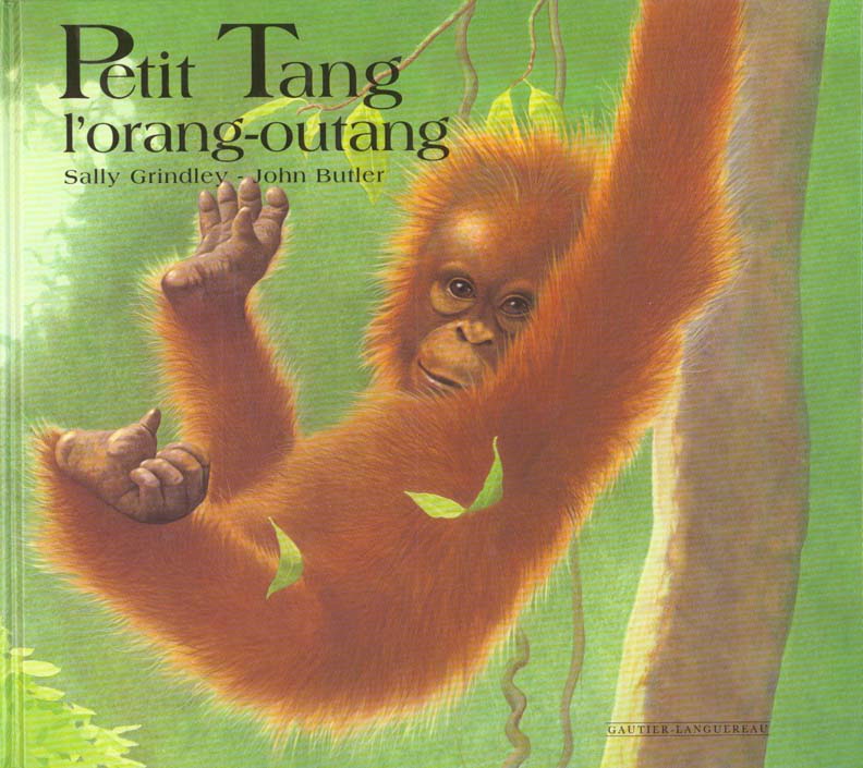 Petit tang l'orang-outang