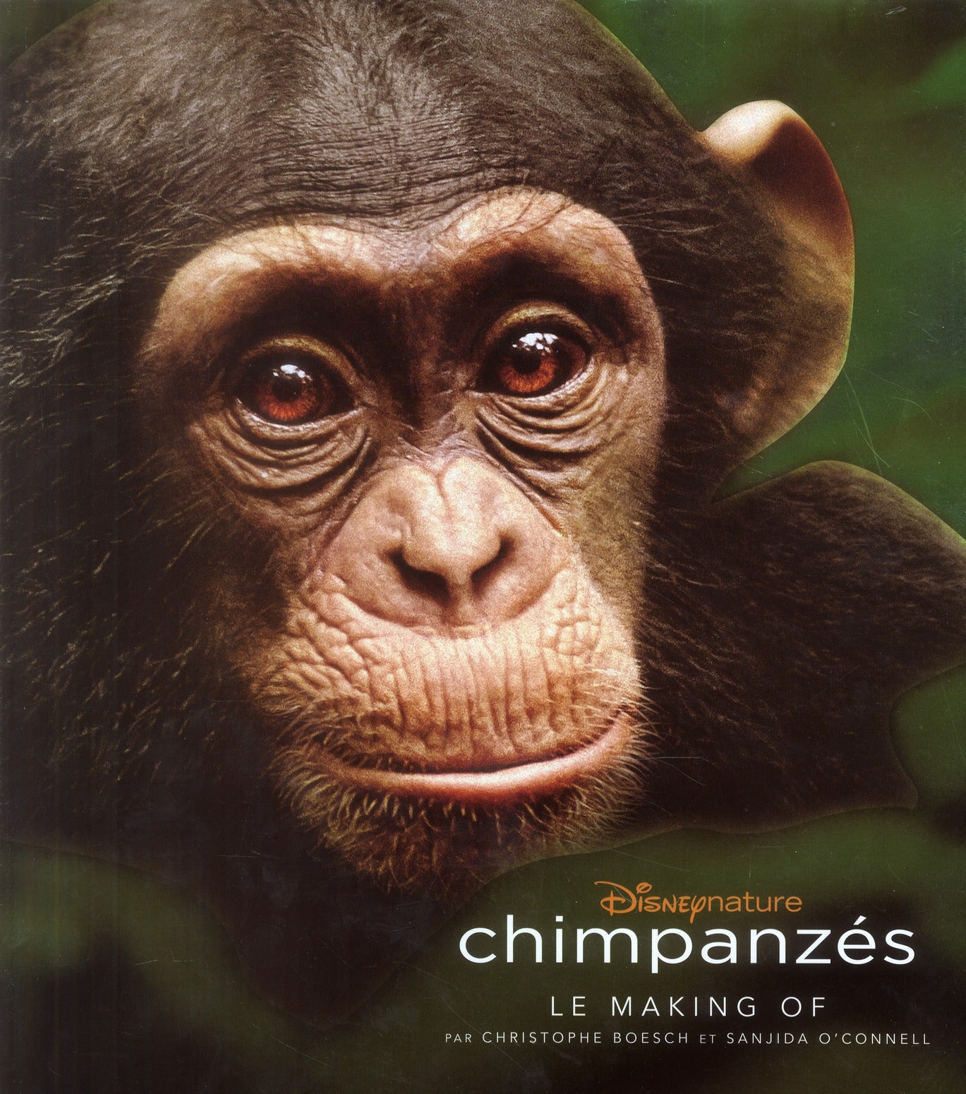 Chimpanzés