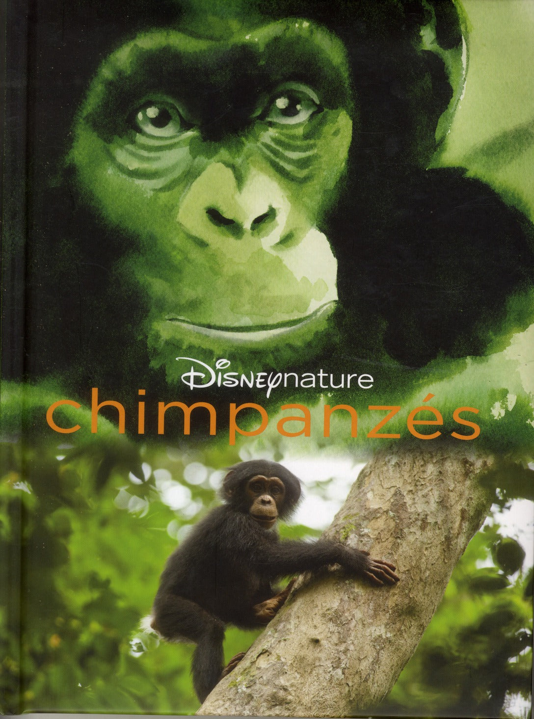 Chimpanzés