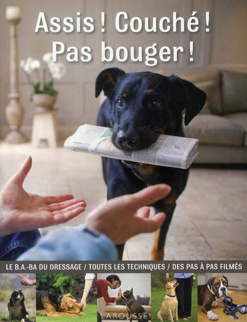 Assis ! couché ! pas bouger !