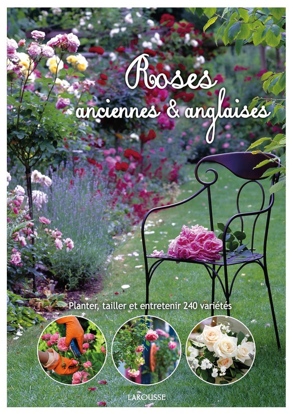Roses anglaises et anciennes ; planter, tailler et entretenir 240 variétés