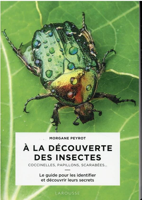 à la découverte des insectes : coccinelles, papilllons, scarabées...
