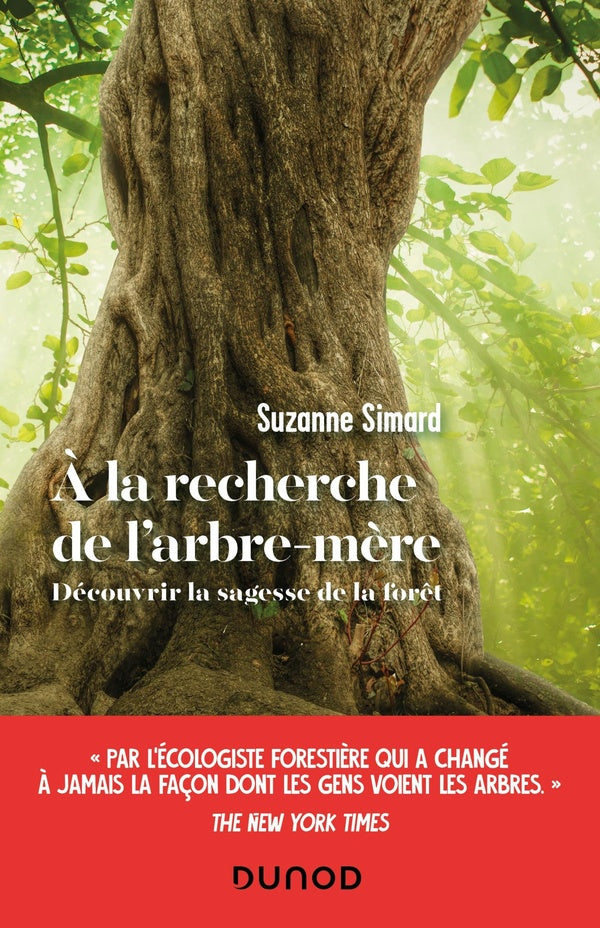à la recherche de l'arbre-mère : découvrir la sagesse de la forêt
