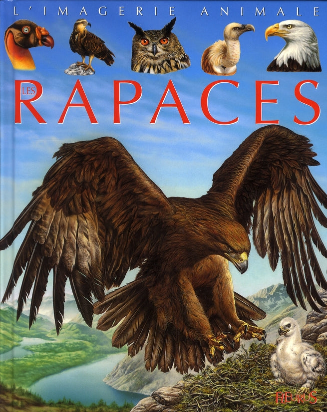 Les rapaces - flash vidéo