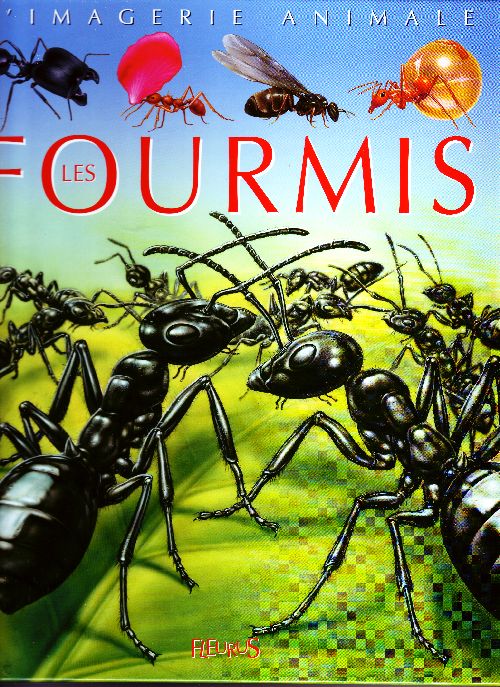 Les fourmis : L'imagerie animale - flash vidéo
