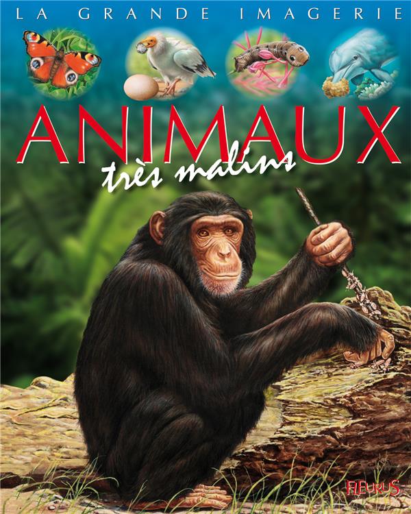 Les animaux très malins - flash vidéo