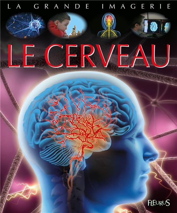 Le cerveau - flash vidéo