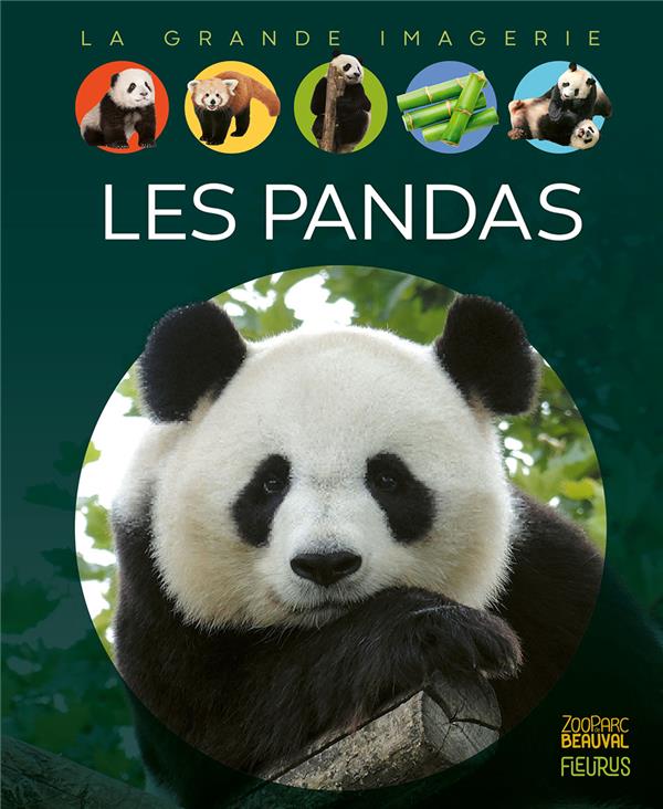 Les pandas - flash vidéo