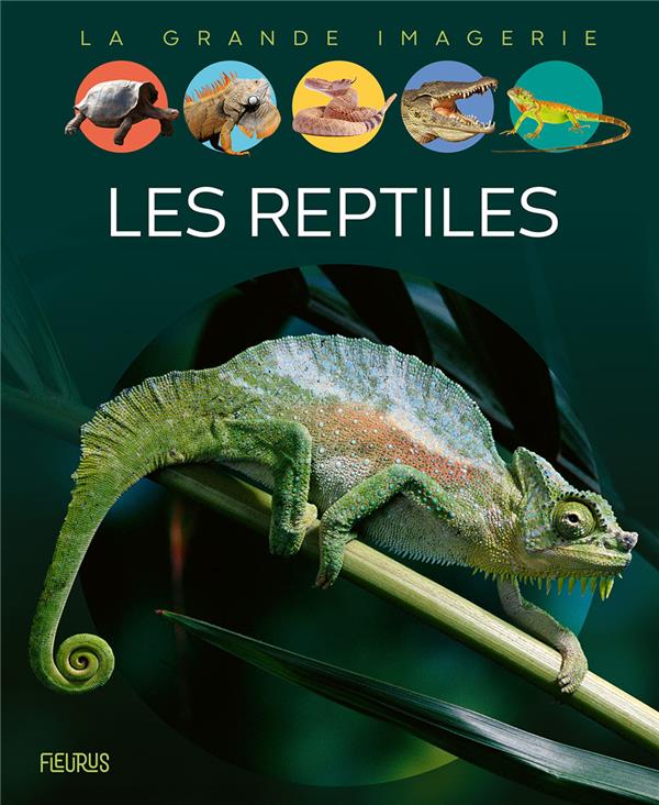 Les reptiles - flash vidéo