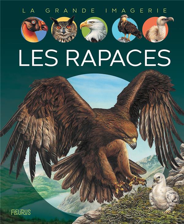 Les rapaces - flash vidéo