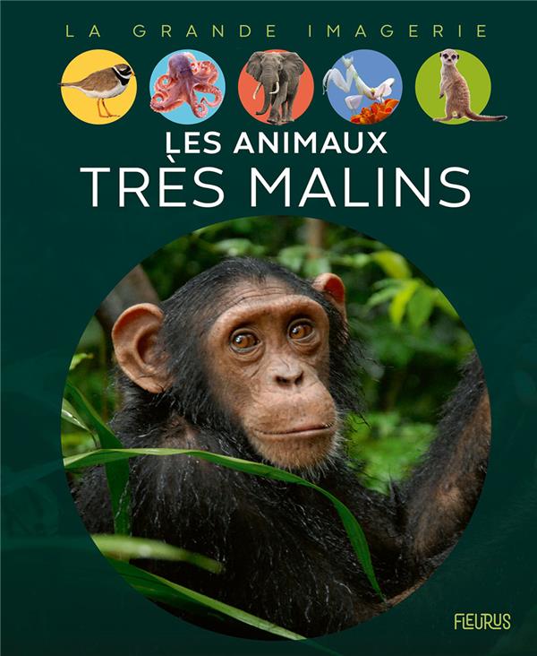 Les animaux très malins - flash vidéo