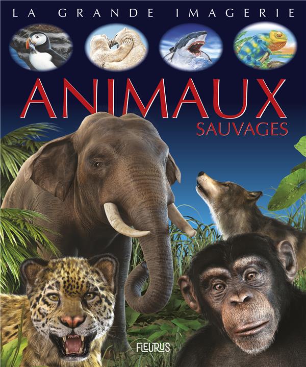 Animaux sauvages - flash vidéo