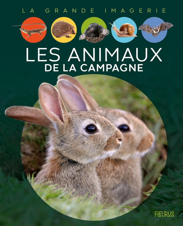 Les animaux de la campagne - flash vidéo